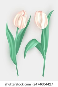 Conjunto de flores de tulipán tridimensionales con pétalos blancos y hojas verdes aisladas sobre fondo blanco. Flores de primavera de Vector 3d realistas como elemento de decoración para tarjetas de felicitación, Anuncios
