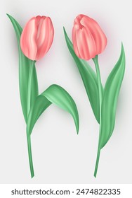 Conjunto de tulipanes tridimensionales con pétalos rosas y hojas verdes aisladas sobre fondo blanco. Flores de primavera realistas 3d de la flor del Vector como elemento de la decoración para la tarjeta de felicitación, postal, Anuncio