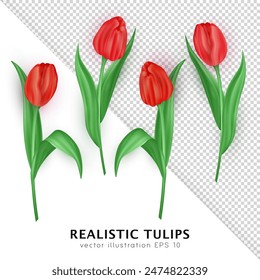 Conjunto de tulipanes tridimensionales con pétalos rojos y hojas verdes aisladas sobre fondo blanco. Flores de primavera realistas 3d de la flor del Vector como elemento de la decoración para la tarjeta de felicitación, postal, Anuncio