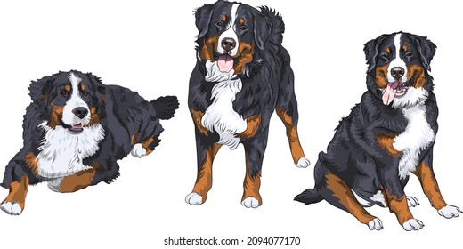 Set of three dogs breed Bernese mountain dog standing, sitting and lying