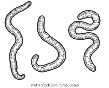 Set three earthworm. Sketch scratch board imitation. Black and white. Engraving vector illustration.