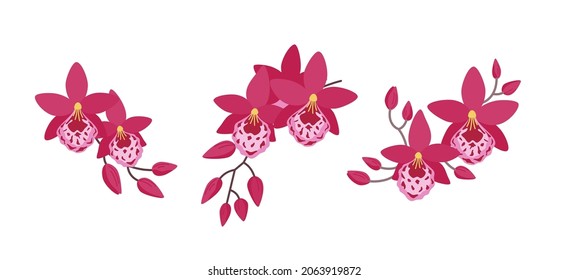 Set of three flower arrangements with orchids (Vuylstekeara). Simple elegant compositions for your design of cards, greetings, invitations and the like. Flat cartoon vector illustration.