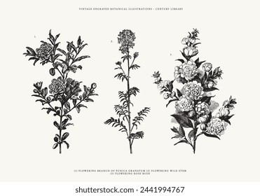 Set Of Three Flowering Branch Line Art Illustrations - Punica Granatum, Flowering Wild Stem, and a Rose Bush