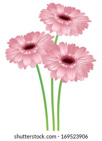 Set of three flowers isolated on white background