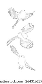 Set of three flying long-tailed tits. Line drawing. Vector illustration.
