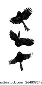 Set of three flying long-tailed tits. Black silhouette of the long-tailed tits on white background. Vector illustration.