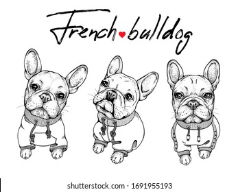 
Set of three  french bulldog sketches