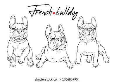 Set of three french bulldog sketches