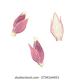 Set von drei frischen Myoga-Knospen