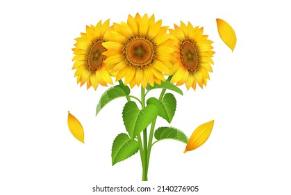 Conjunto de tres ilustraciones vectoriales de girasol fresco con hojas verdes y amarillas