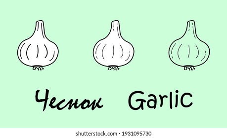 A set of three garlic objects with the inscription "garlic" in Russian and English. Simple vector illustration, eps