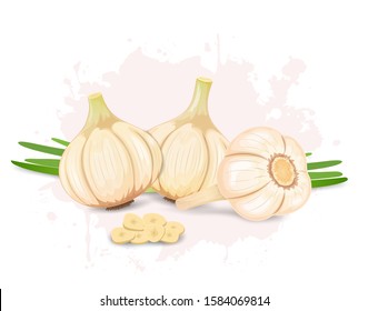 Set of three Garlic vector illustrations with garlic cloves pieces and garlic green beans 