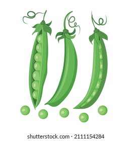 A set of three green pea pods isolated on a white background. Vector illustration