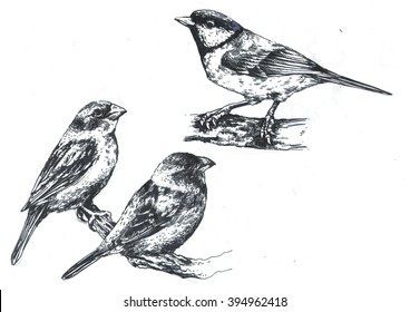 Set of three hand drawn birds in vectors. 