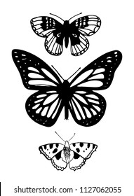 Beautiful Black Outline Vector Butterfly Illustration Stock Vector ...