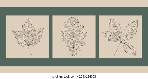 A set of three hand drawn line art illustrations. Trendy vector thin line square posters. Abstract neutral backgrounds in Scandinavian style with plants, autumn leaves of maple, oak, chestnut.