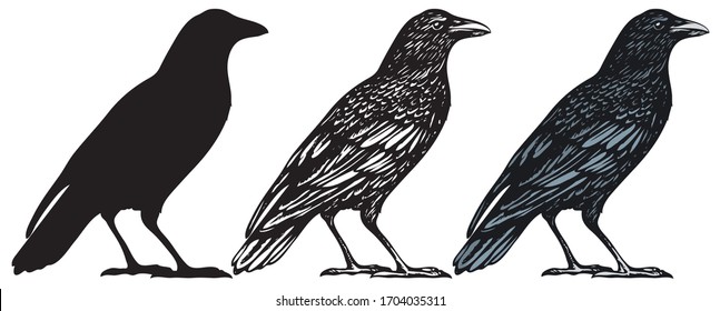 Set of three hand-drawn black birds isolated on white background. Raven, crow, rook or jackdaw. Vector illustration in retro style.