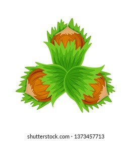 Set three hazelnuts with green leaves vector illustration isolated on white background.