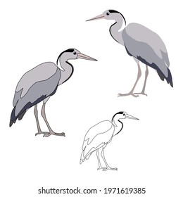 Set of three herons and an outline for colouring