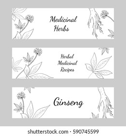 Set of three horizontal banners, labels with herbs and ginseng root, on white background, sketch style. Hand draw vintage illustration of medicinal plants. For traditional medicine, gardening.