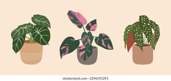 Set of three houseplants in flower pots. Beautiful philodendrons and begonia for indoor decoration. Hand drawn vector illustration isolated on light background, modern flat cartoon style.