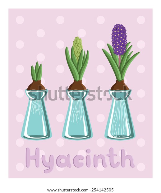 Set Three Hyacinths Vases Bulb Bud Stock Vector Royalty Free