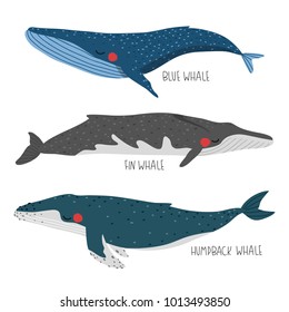 set of three illustration of cute cartoon whales on white background. set with blue, fin and humpback whales. can be used like stickers or for greeting cards template or posters