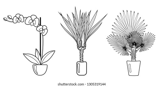Set of three indoor houseplants: palm tree, dracaena, orchid in clay pots. Elements for home decoration interior. Black on white design. Botanical floral flat style vector illustration 