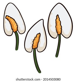 Set with three isolated white anthurium flower samples in cartoon style over white background.