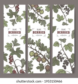 Set of three labels with Black currant, Red currant and Gooseberry color sketch. Berry fruits series. Great for traditional medicine, perfume design, cooking or gardening.