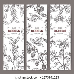 Set of three labels with blueberry, cranberry and raspberry branch sketch. Berry fruits series. Great for traditional medicine, perfume design, cooking or gardening.