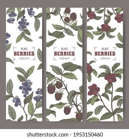 Juego de tres etiquetas con boceto de color arándano, arándano y raspador de ramas de frambuesa. Serie de frutos de baya. Ideal para la medicina tradicional, el diseño de perfumes, la cocina o la jardinería.