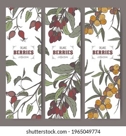 Set of three labels with dog rose, Goji berry and Common sea buckthorn branch color sketch. Berry fruits series. Great for traditional medicine, perfume design, cooking or gardening.