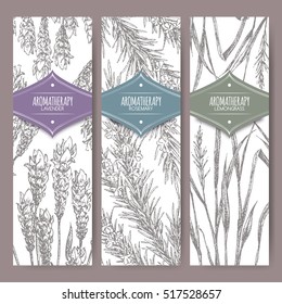 Set of three labels with lavender, rosemary and lemongrass. Aromatherapy series. Great for traditional medicine, perfume design, cooking or gardening labels.