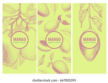 Set of three labels with mango branch and fruits. Great for traditional, organic food, medicine, perfume design, cooking or gardening. Retro
