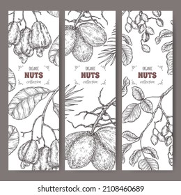 Set of three labels with pistacia vera aka pistachio, Cocos nucifera aka coconut tree and Anacardium occidentale aka cashew sketch. Culinary nuts series. Great for cooking or gardening design.