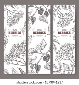 Set of three labels with Sambucus, Rowan and Mulberry branch sketch. Berry fruits series. Great for traditional medicine, perfume design, cooking or gardening.