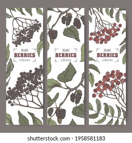 Set of three labels with Sambucus, Rowan and Mulberry branch color sketch. Berry fruits series. Great for traditional medicine, perfume design, cooking or gardening.