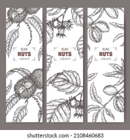 Set of three labels with sweet chestnut, common hazel and almond branch and nuts sketch. Culinary nuts series. Great for traditional medicine, perfume design, cooking or gardening.