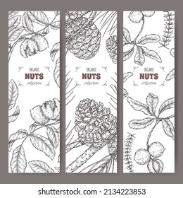 Set of three labels with walnut, macadamia and stone pine branch sketch. Culinary nuts series. Great for traditional medicine, perfume design, cooking or gardening.