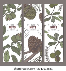 Set of three labels with walnut, macadamia and stone pine branch color sketch. Culinary nuts series. Great for traditional medicine, perfume design, cooking or gardening.