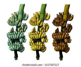 set of three large bundles of bananas on a thick branch green, ripe and missing, sketch vector graphics color illustration