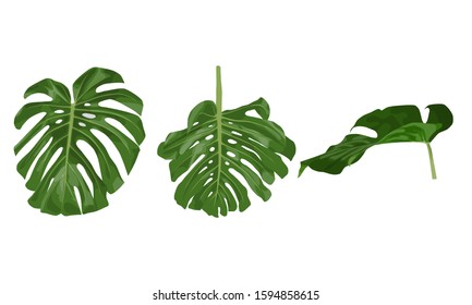 set of three leaves monstera. isolated on white background