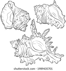 Set of three marine spiked shells of various spiral shapes. Vector hand drawn line art illustration isolated on white. Elements for design seafood shop or menu decor, label. Suitable for coloring book