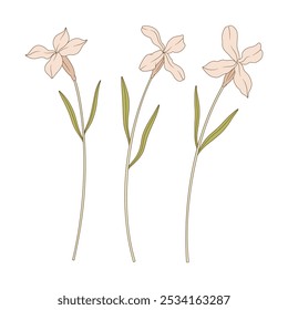 Set of three Matthiola flowers with leaves. Blooming wild plants. Botanical hand-drawn elements for design projects. Vector illustration