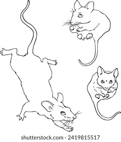 Set of three mice with long tails. Linear sketch in vector. For design and printing of product packaging for rodents and small animals. For advertising veterinary clinics and pet stores.