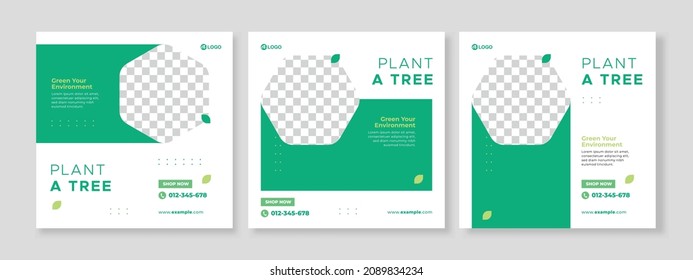 Conjunto de tres antecedentes minimalistas de la planta un árbol de la promoción de la naturaleza banner de la plantilla de paquete de medios sociales premium vector
