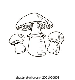 Set of three mushrooms - champignon drawn in doodle style. Stock vector illustration isolated on a white background.