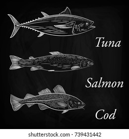 Set of three painted sea fish. Tuna, salmon and cod. Sketch and hand drawing