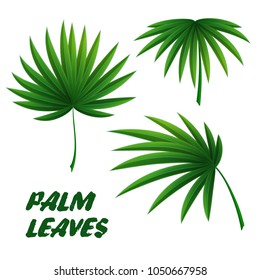 Set of three palm leaves. Tropical plants. Vector illustration on white background.